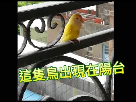 陽台飛來一隻鳥|【有鳥飛來陽台】驚喜好運來叩門！有鳥飛來陽台築巢。